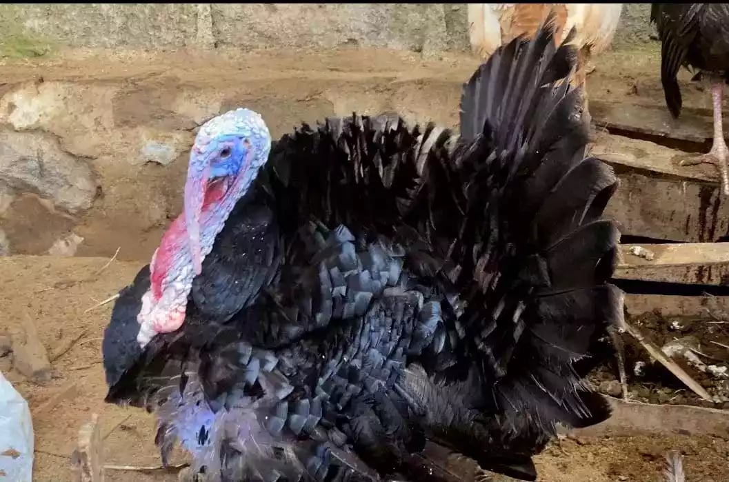 Kalkun Black Spanish