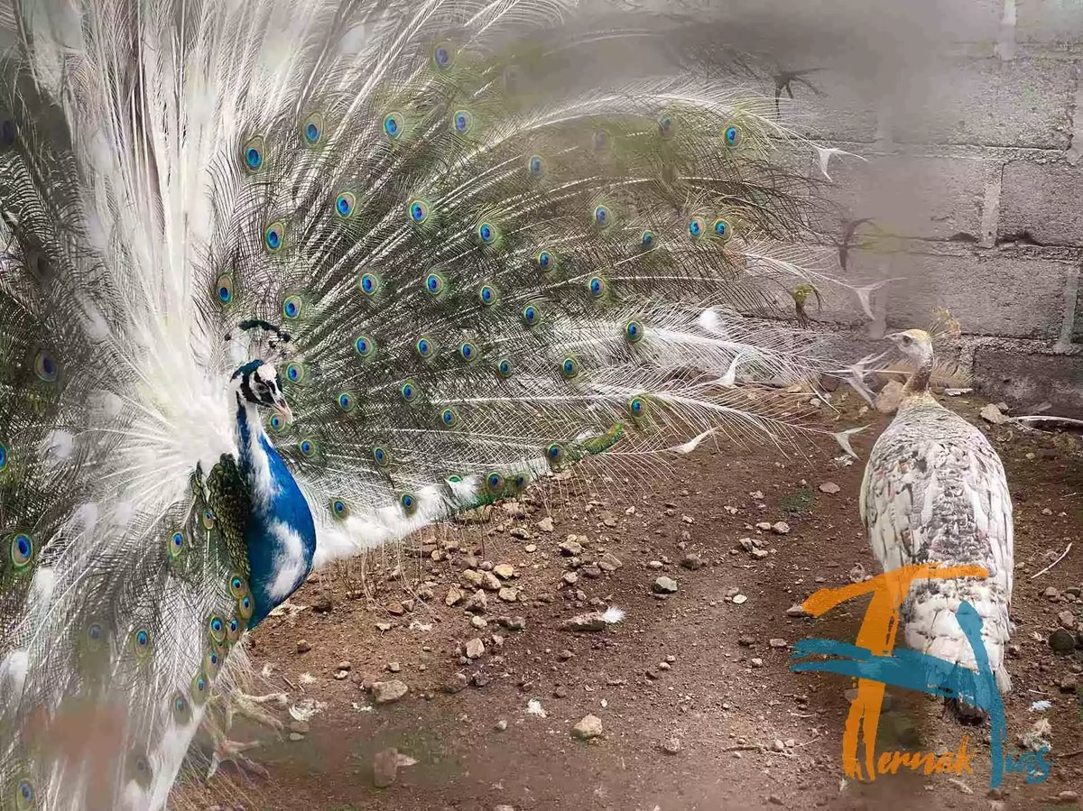 Burung Merak Blorok (Pied)