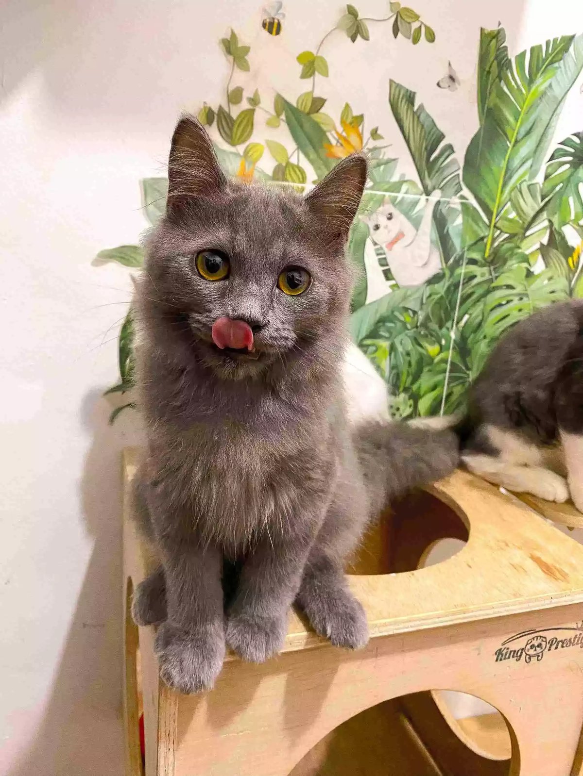 Kucing Persia Abu-abu Smoke Full Bulu Lebat & Aktif