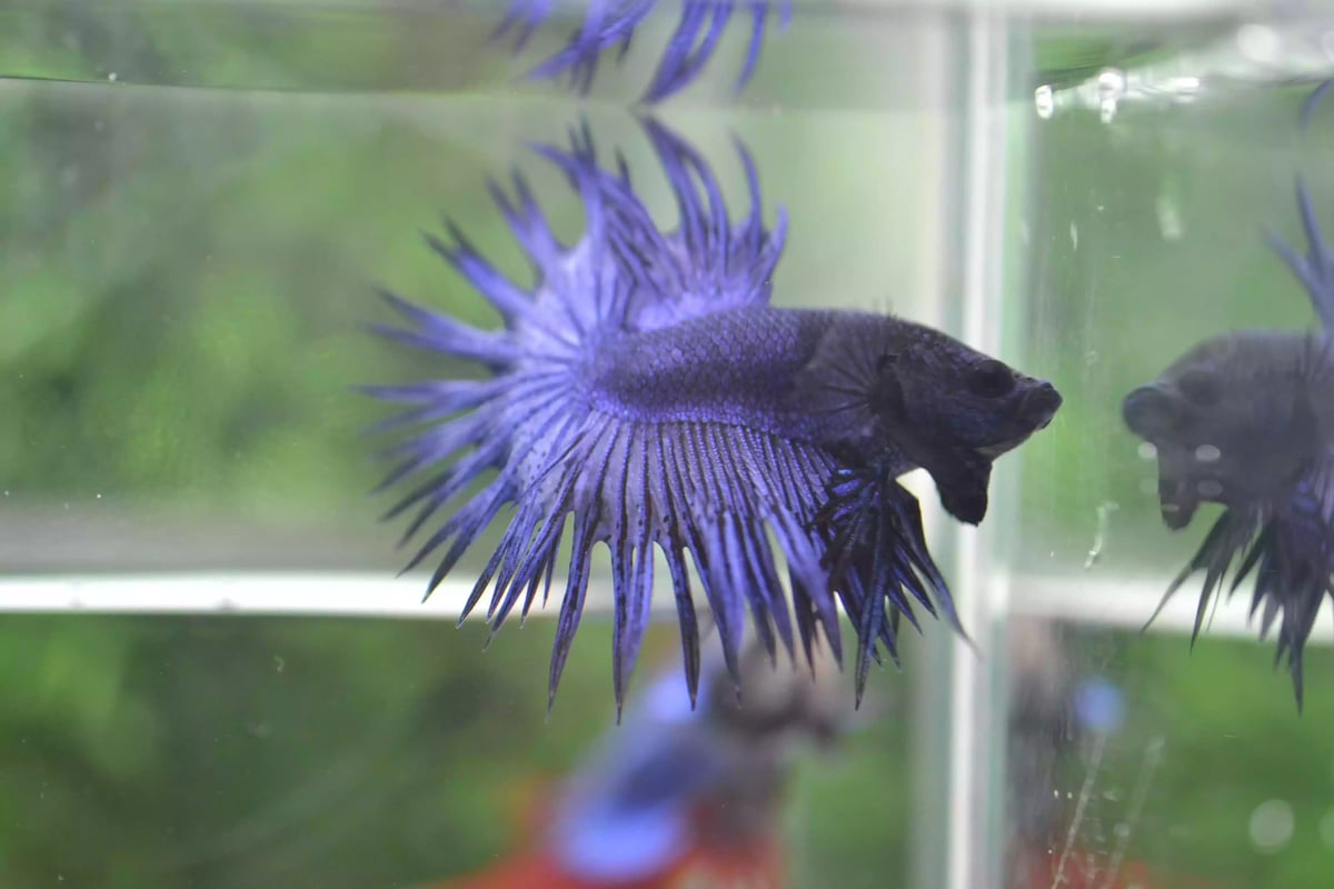 Ikan Cupang Crowntail Blue