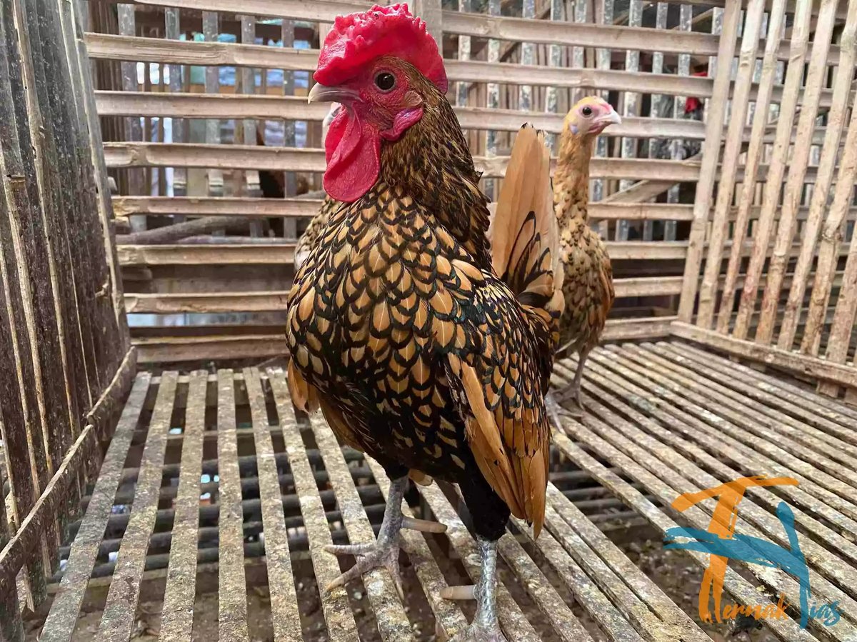 Ayam Sebright (Batik Kanada)