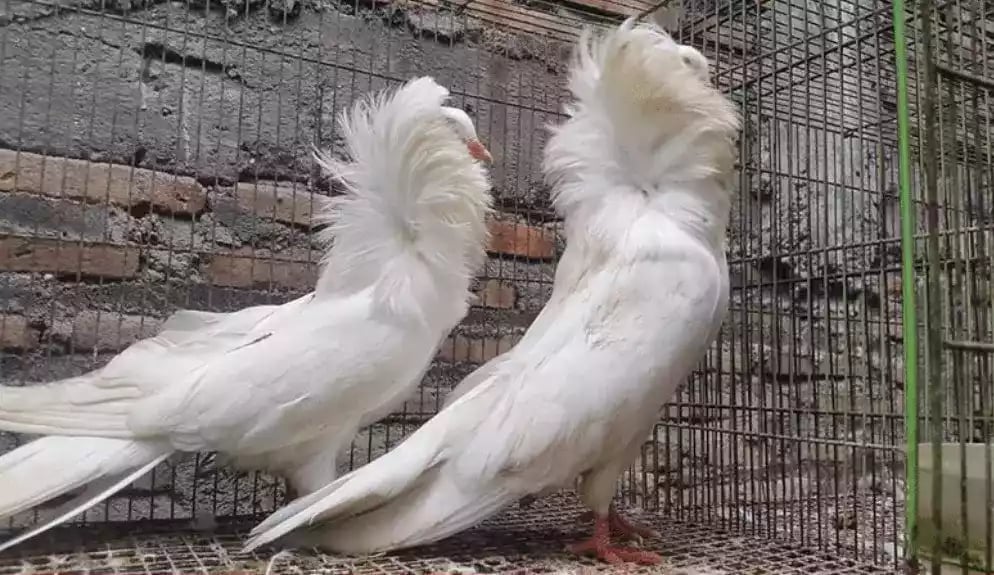 Burung Merpati Jacobin