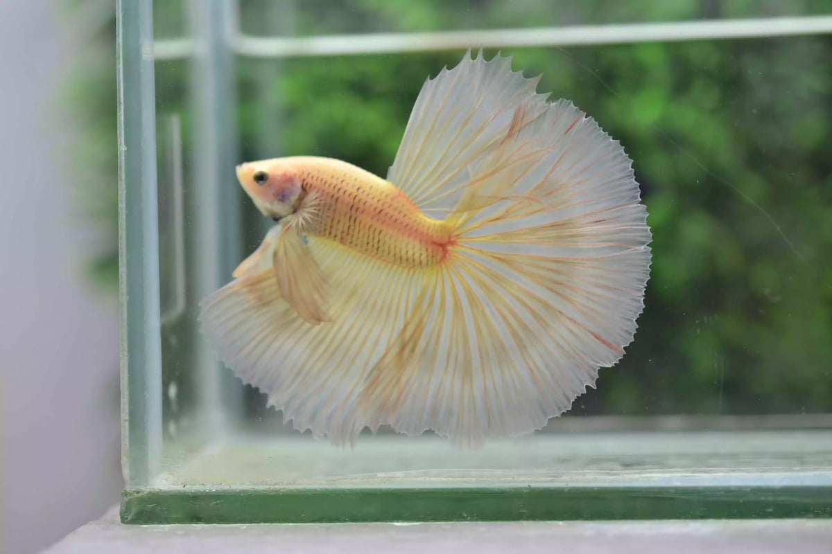 Ikan Cupang Halfmoon Potato