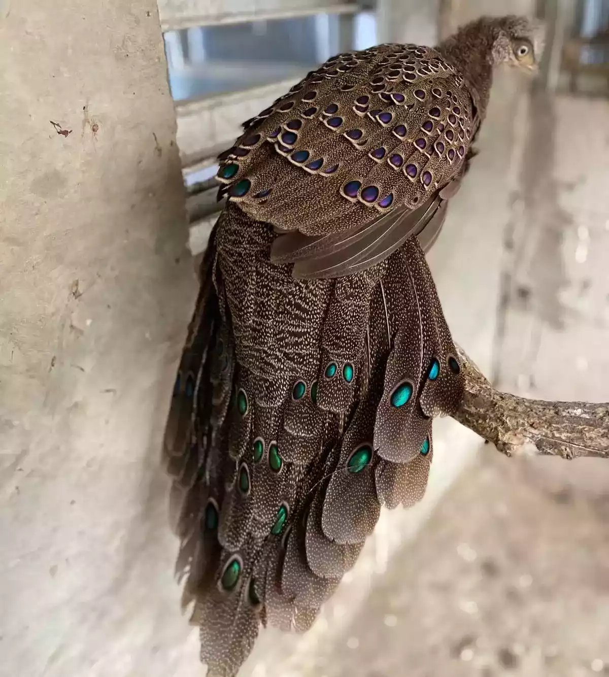 Grey Peacock Pheasant