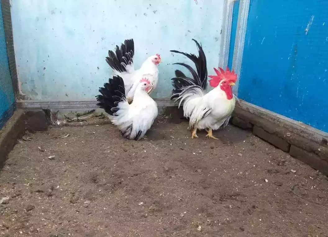 Ayam Kate Chabo Blacktail