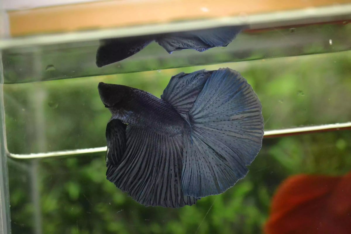 Ikan Cupang Halfmoon Blue Black Head