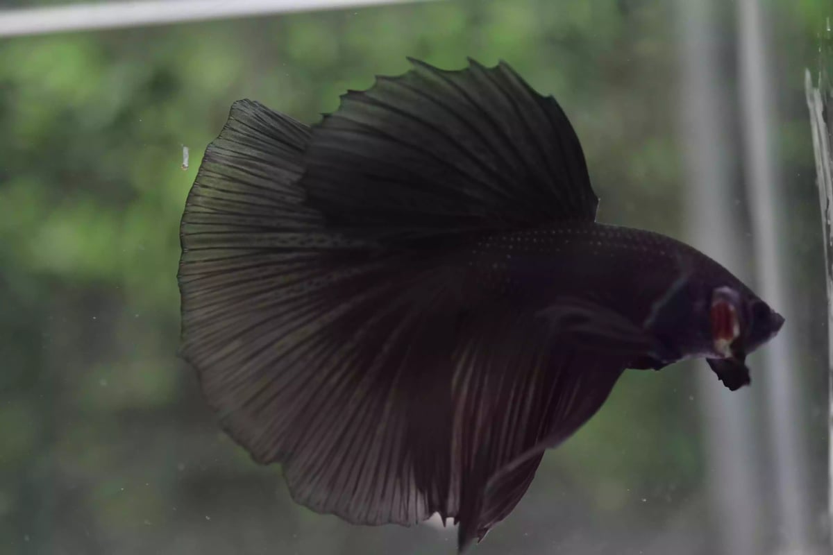 Ikan Cupang Halfmoon Black