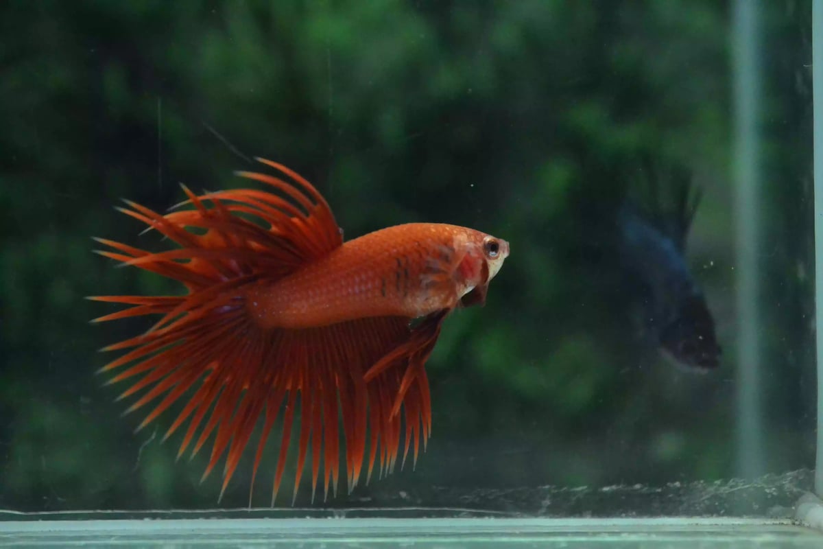 Ikan Cupang Crowntail Red