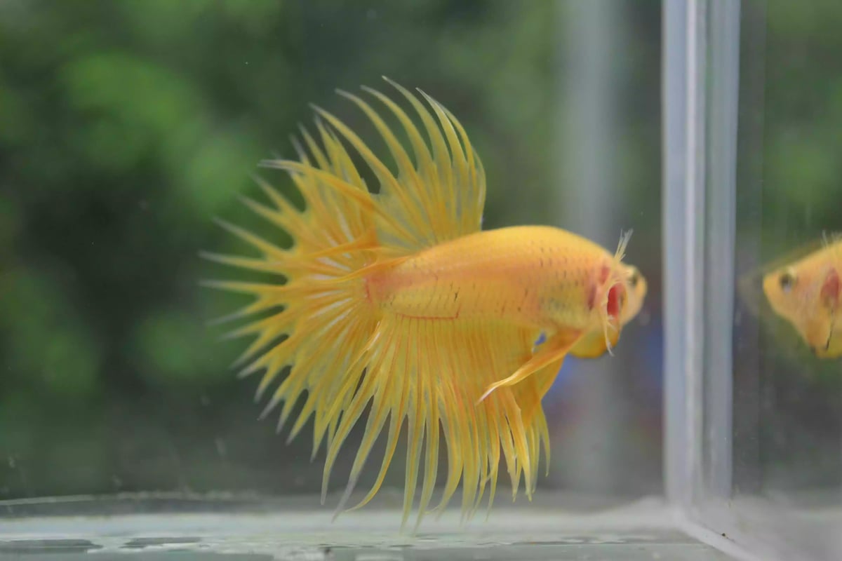Ikan Cupang Crowntail Yellow