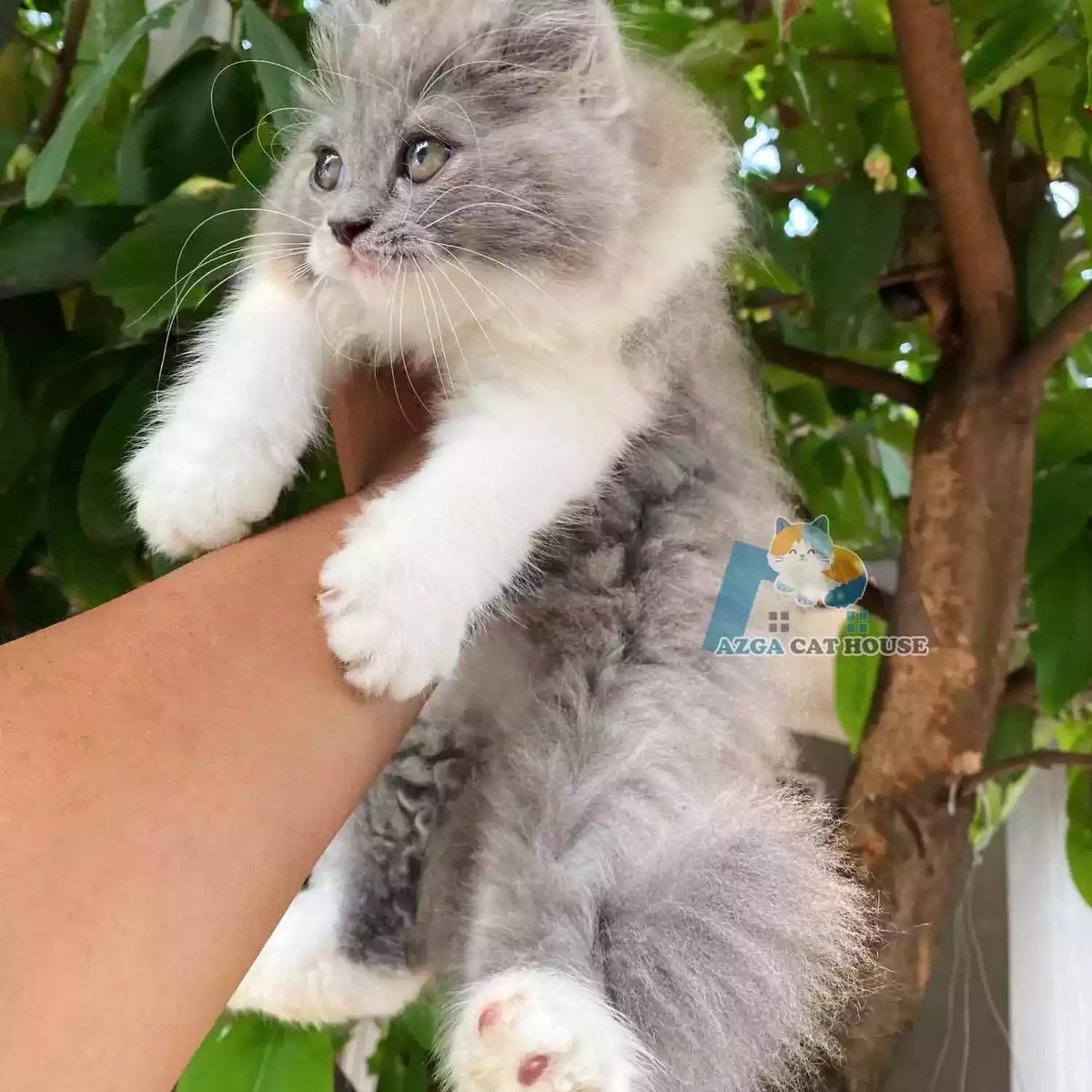 Kucing Persia Abu Abu Putih