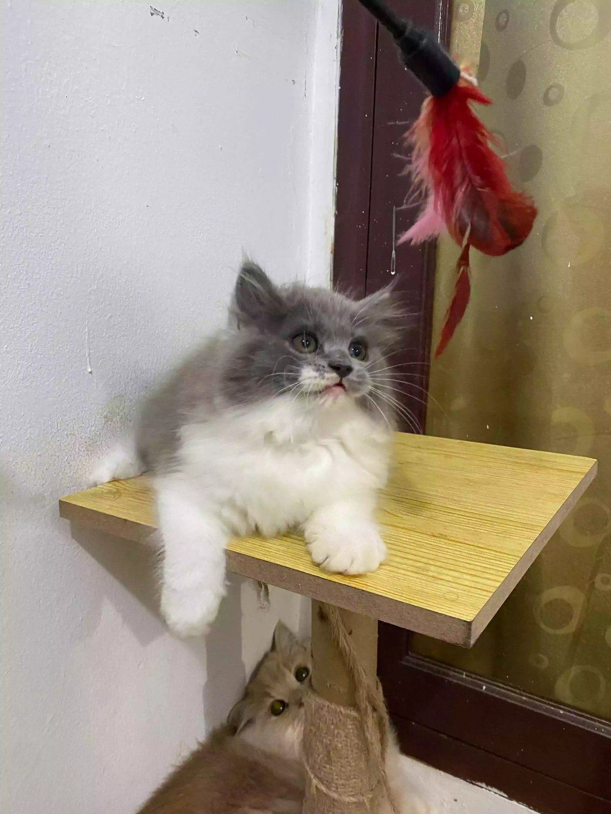 Kucing Persia Abu Abu Putih