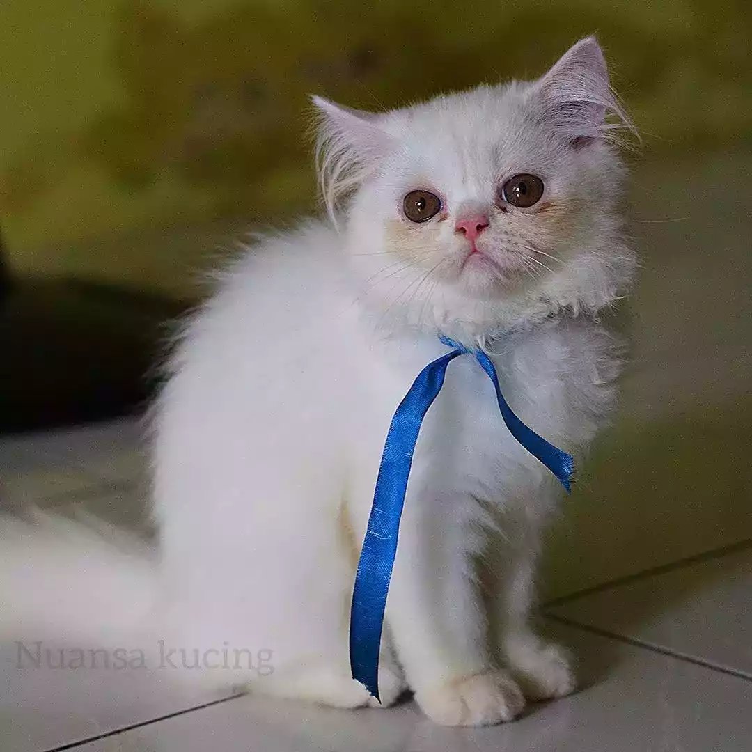 Kucing Persia Flatnose