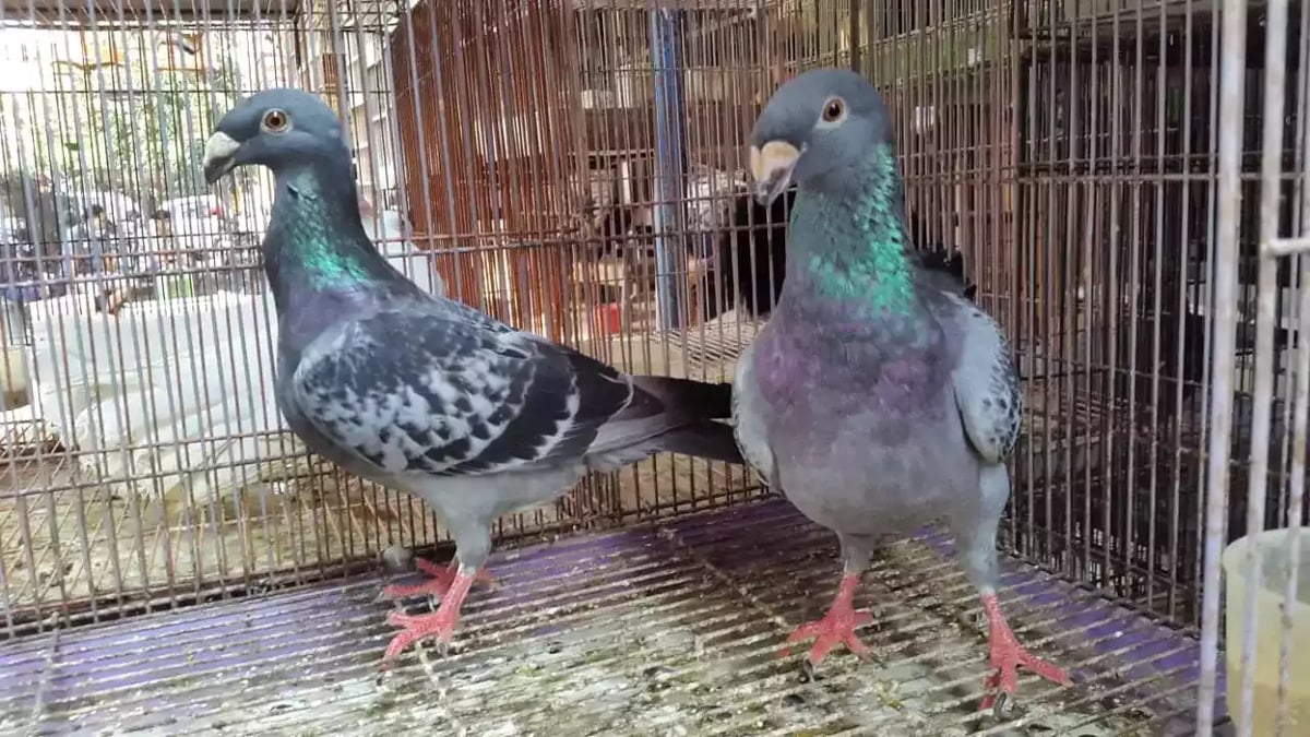 Burung Merpati Jerman GBH