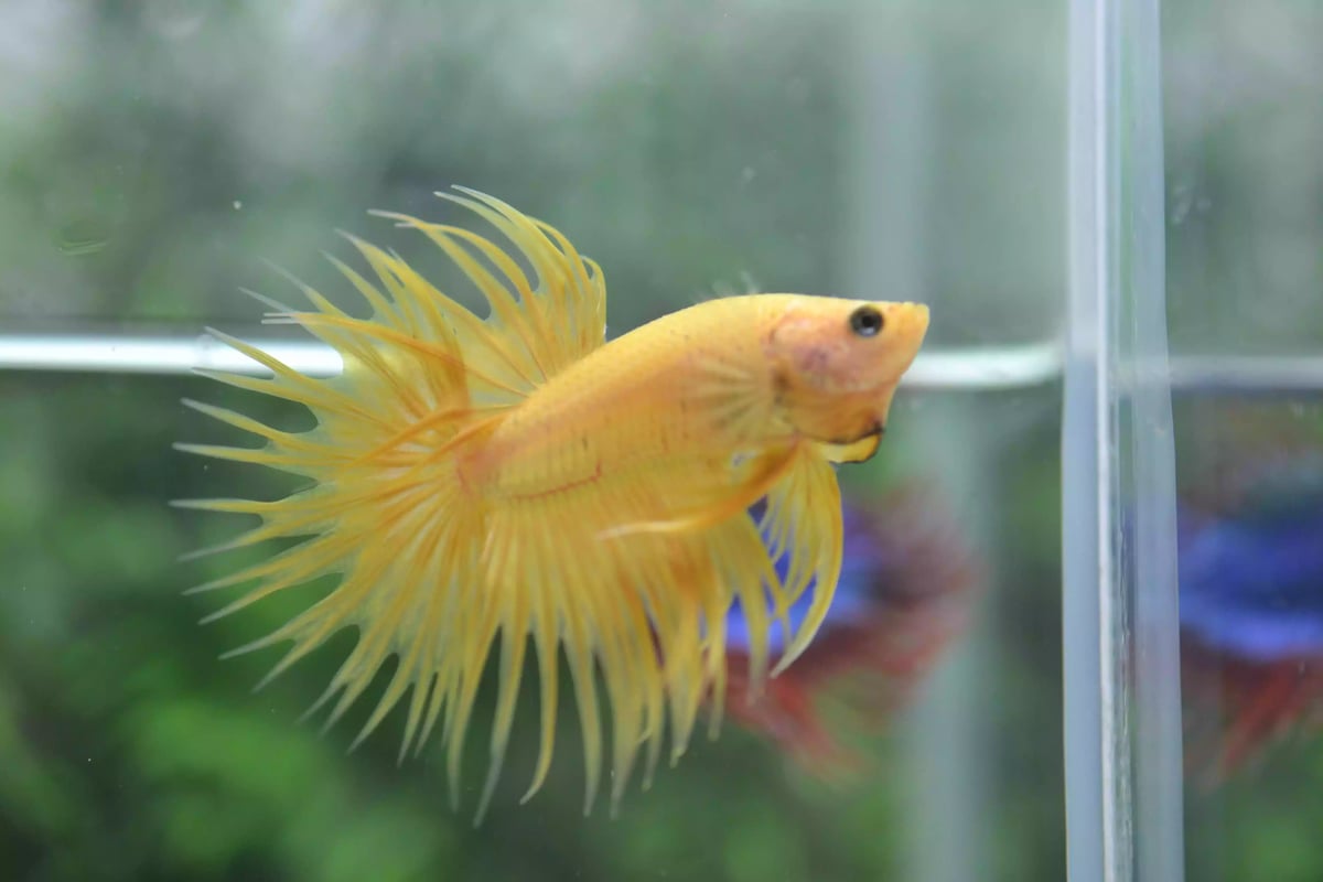 Ikan Cupang Crowntail Yellow
