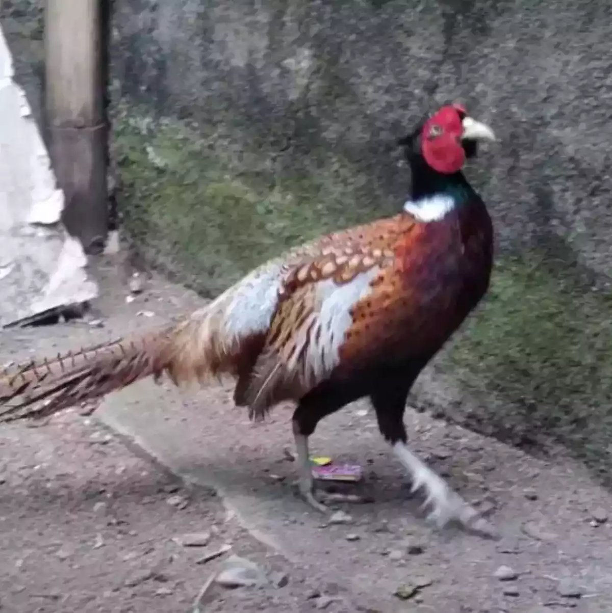 Ringneck Pheasant Merah