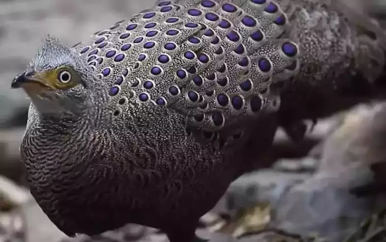 Grey Peacock Pheasant