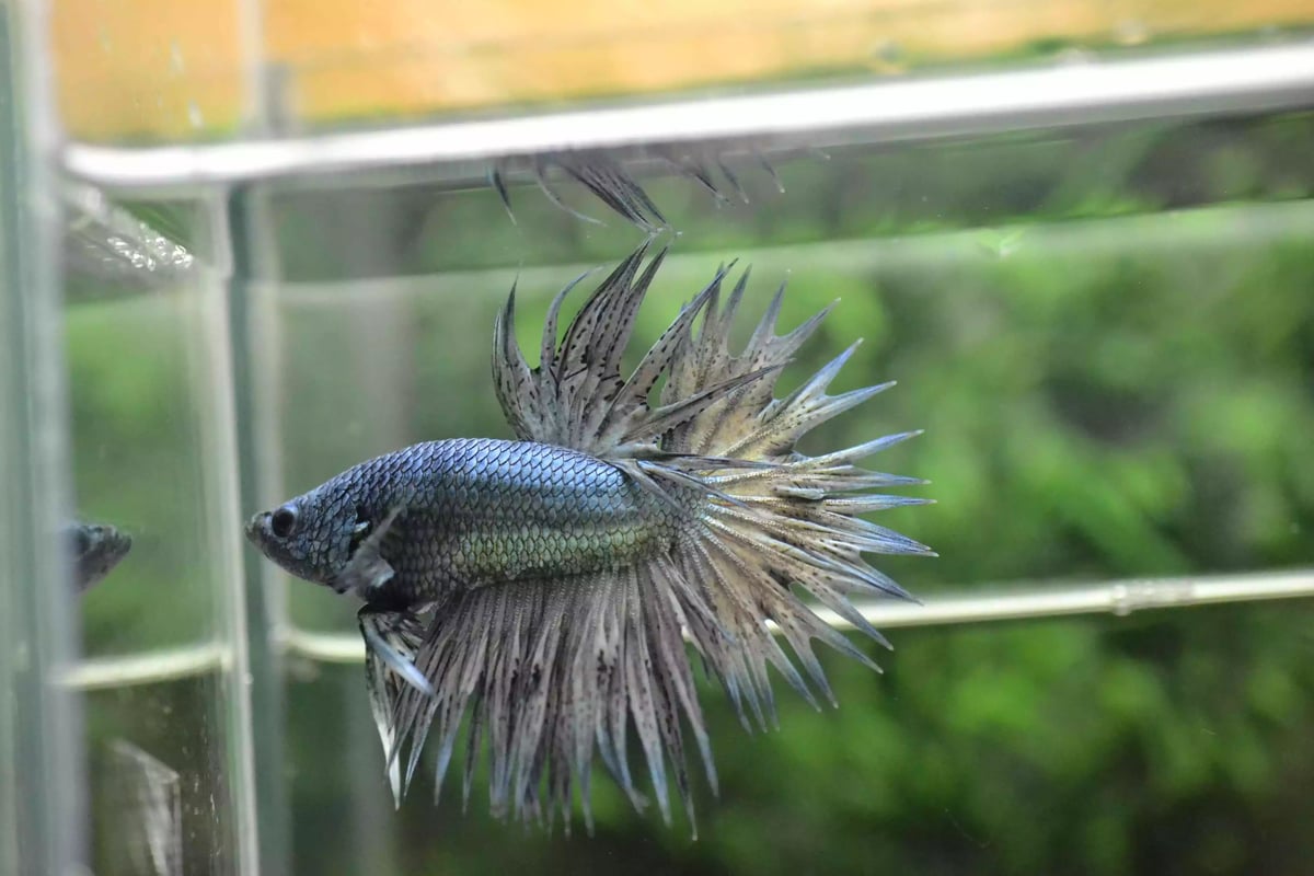 Ikan Cupang Crowntail Copper