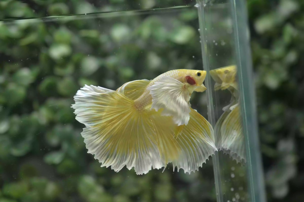 Ikan Cupang Halfmoon Dumbo Ear Gold