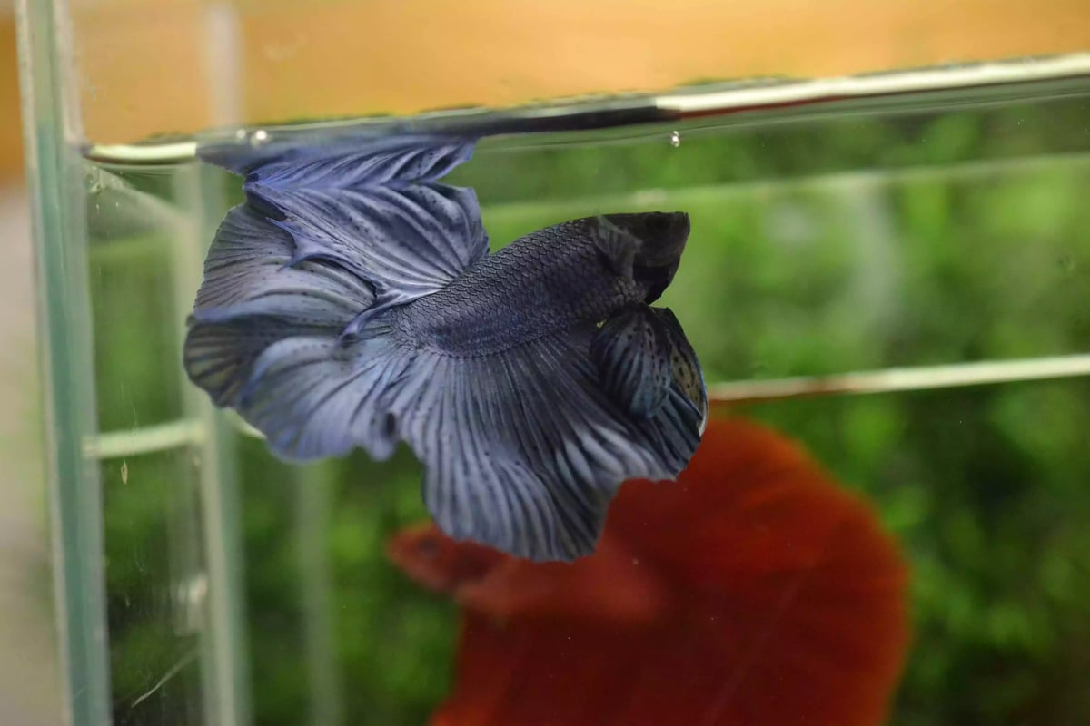 Ikan Cupang Halfmoon Blue Black Head