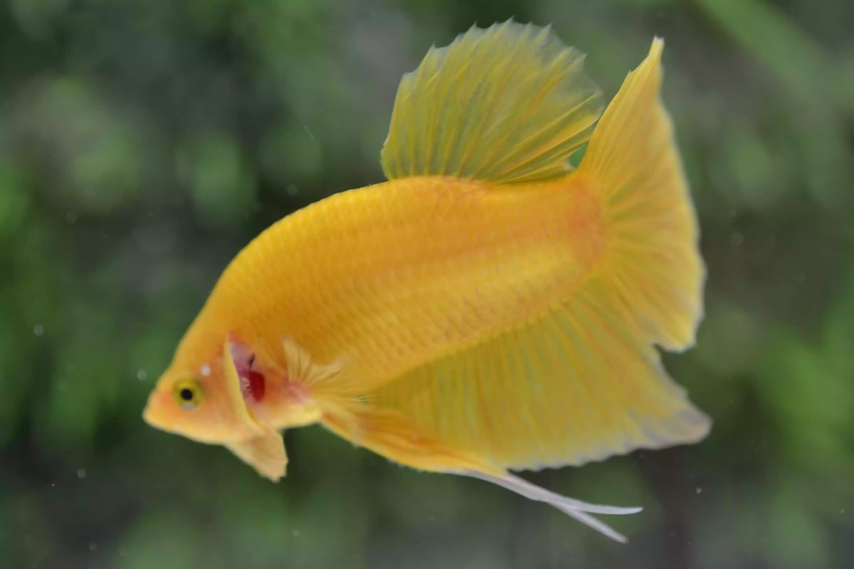 Ikan Cupang Plakat Yellow Solid