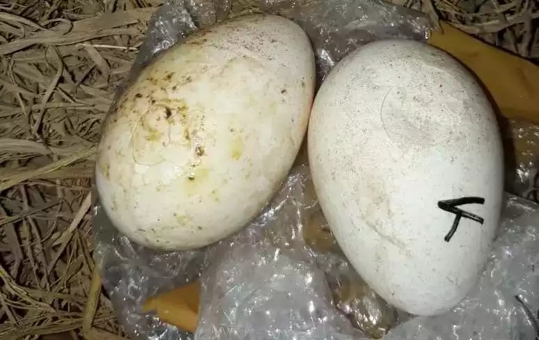 Telur Kalkun Blue Slate