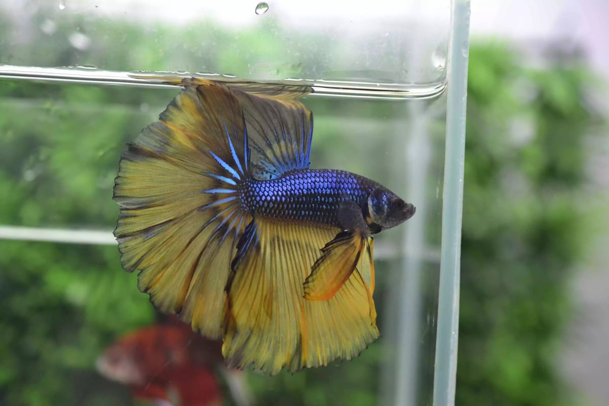 Ikan Cupang Rosetail MG Yellow Blue