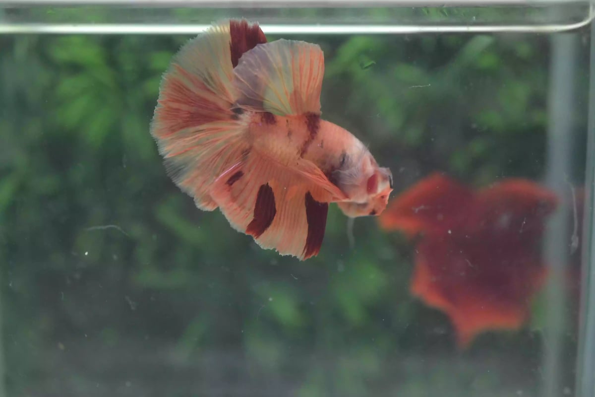 Ikan Cupang Halfmoon Nemo