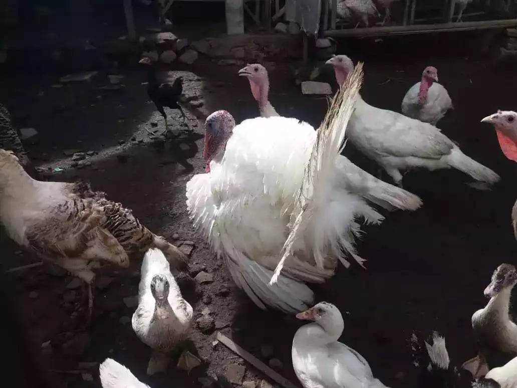 Kalkun White Holland