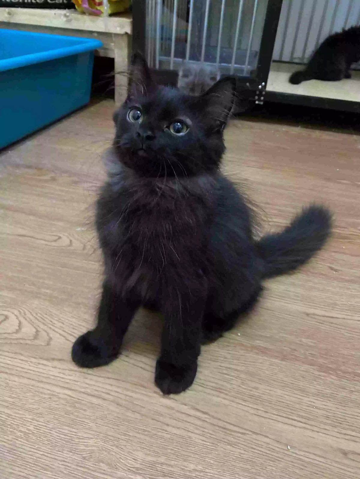 Kucing Persia Hitam Smoke Gelap Bulu Lebat Aktif