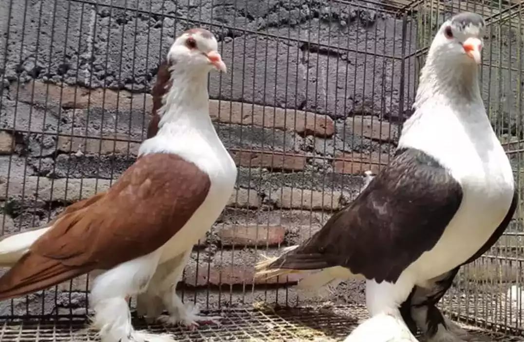Burung Merpati Lahore