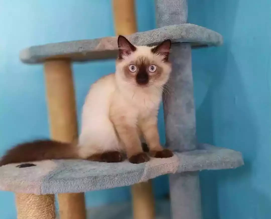 Kucing Himalaya