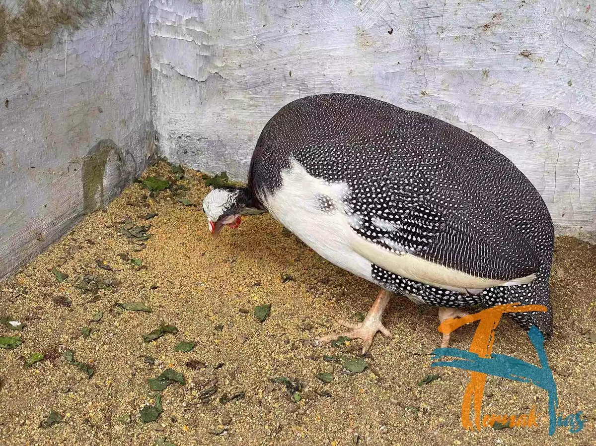 Ayam Mutiara Pied (Plangkok)