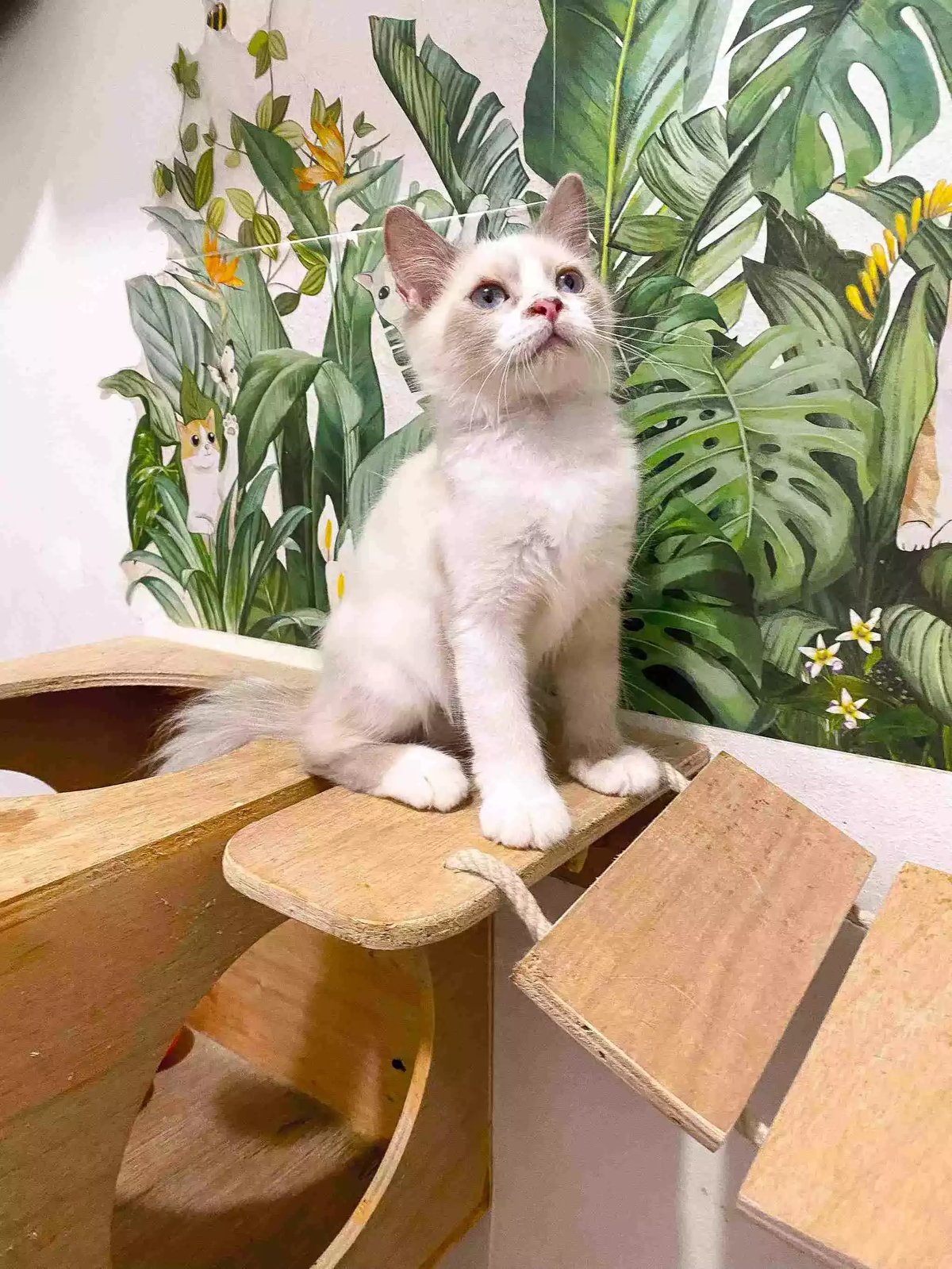 Kucing Himalaya Red Point Aktif Sehat Bulu Lebat