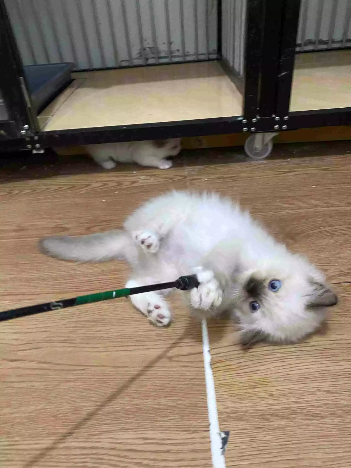 Kucing Himalaya Seal Point Bulu Lebat Aktif