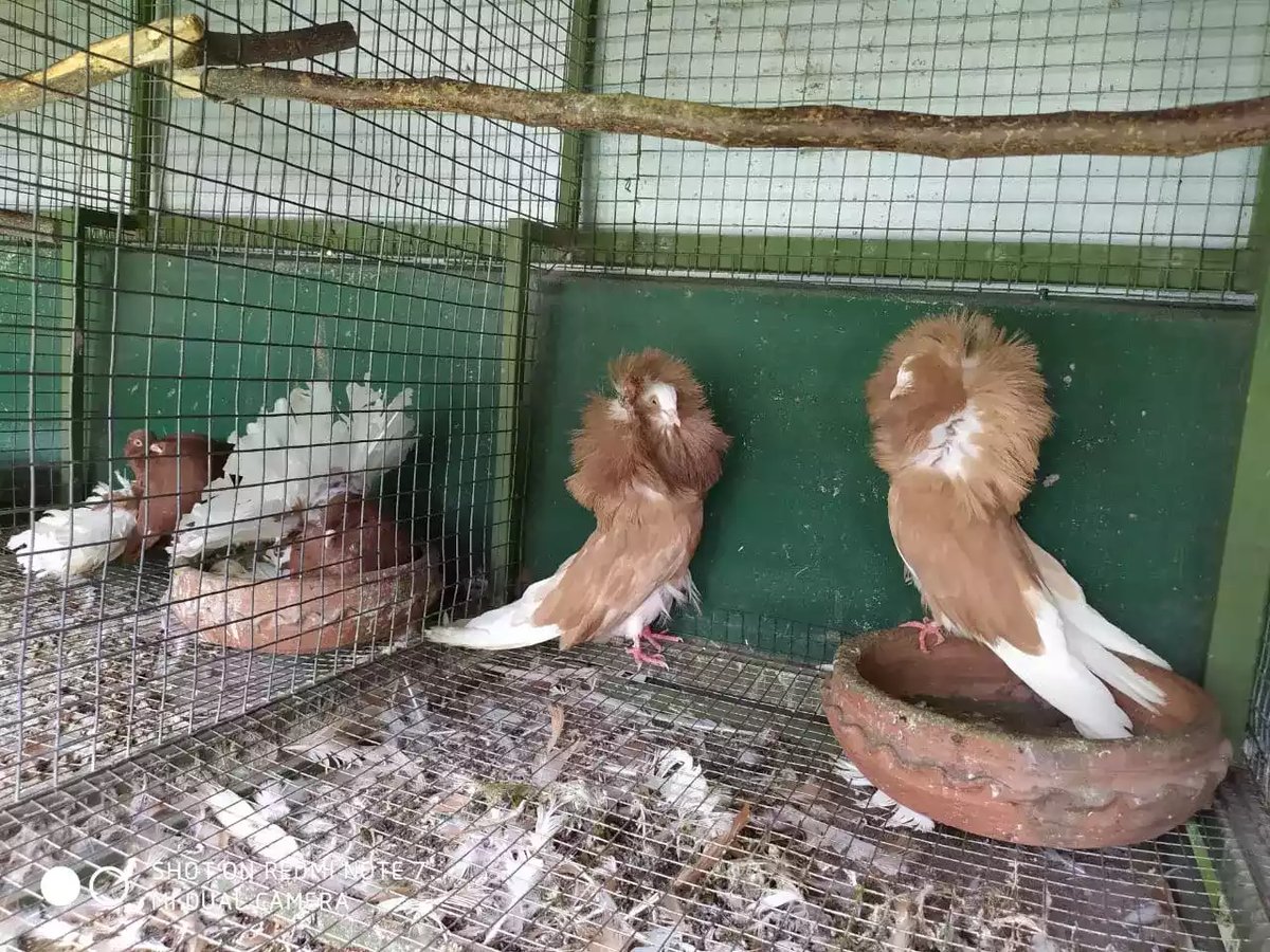 Burung Merpati Jacobin