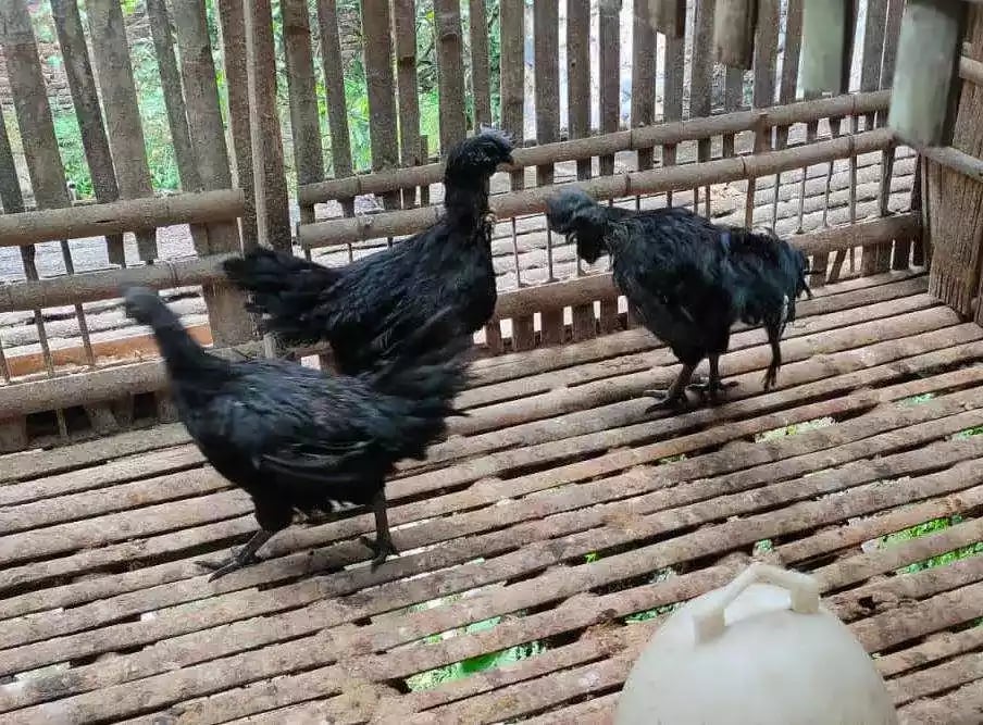 Ayam Cemani Lidah Hitam
