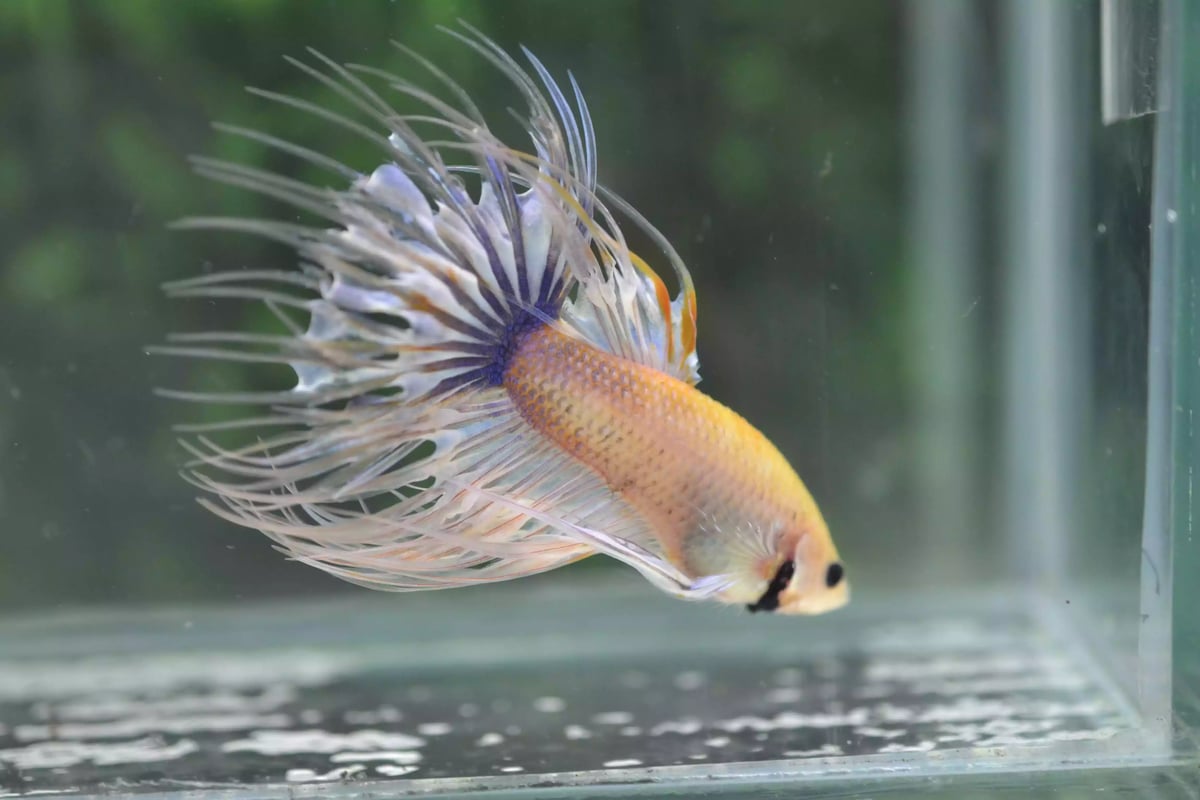 Ikan Cupang Crowntail Marble