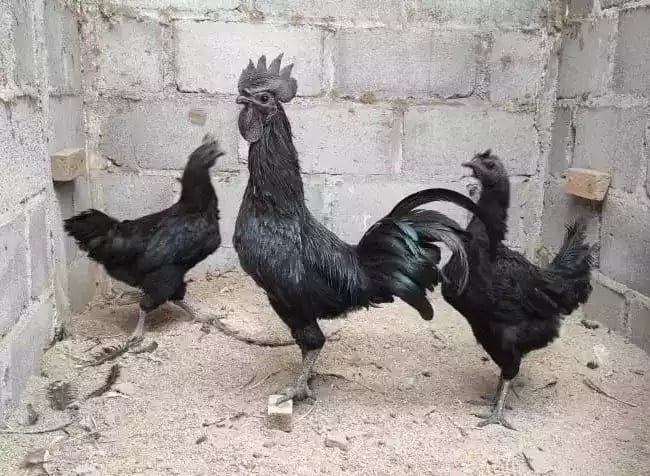 Ayam Cemani