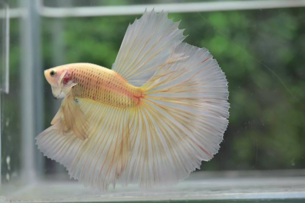 Ikan Cupang Halfmoon Potato