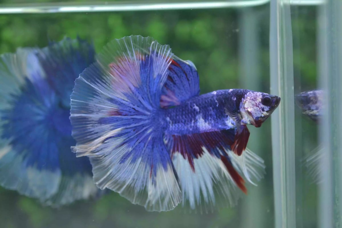 Ikan Cupang Halfmoon Fancy