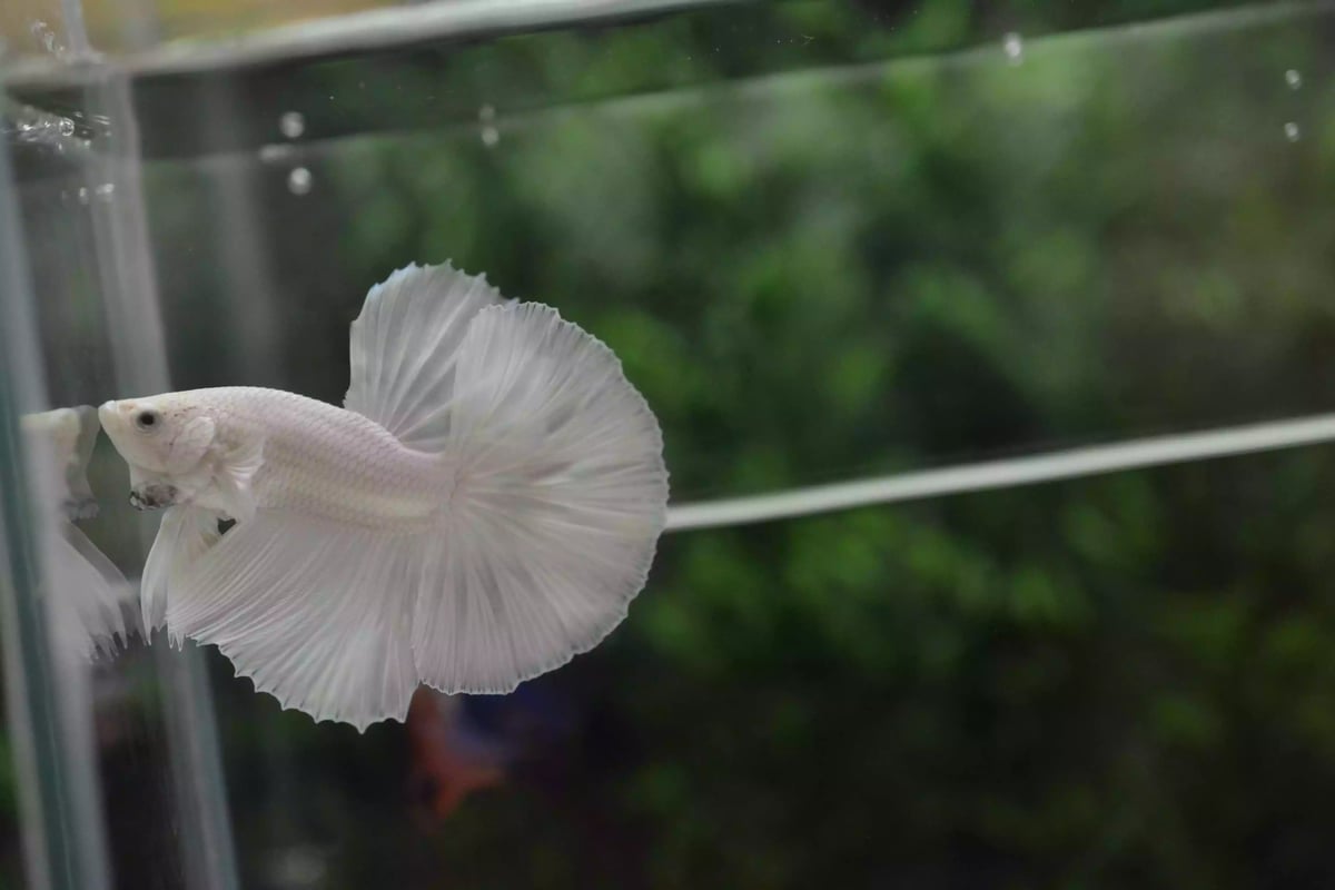 Ikan Cupang Halfmoon White