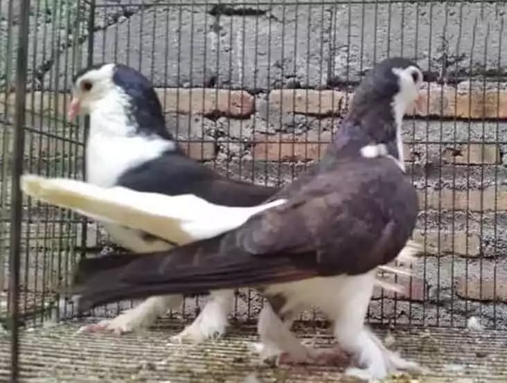 Burung Merpati Lahore