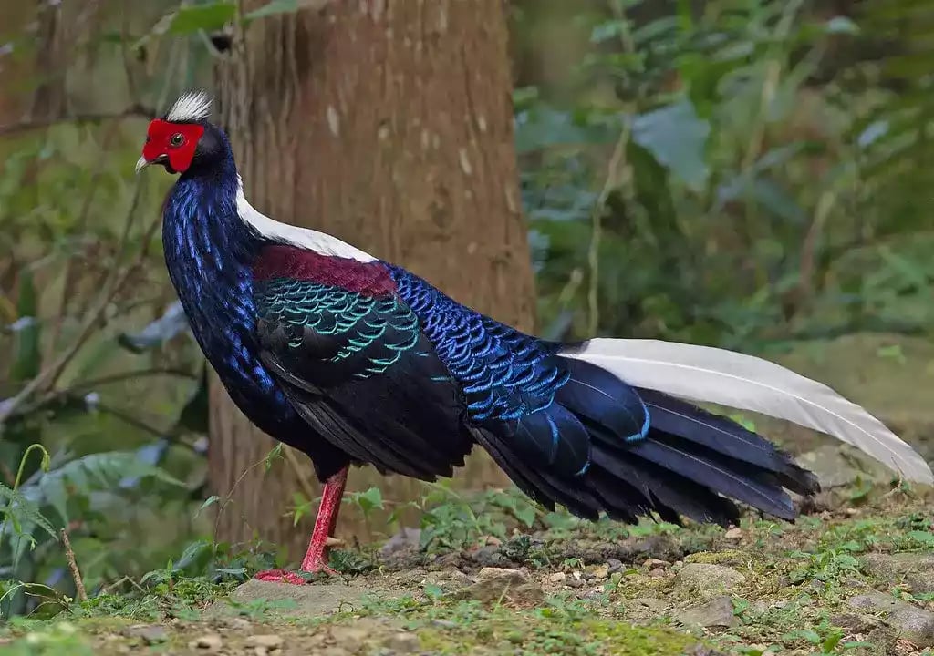Swinhoes Pheasant