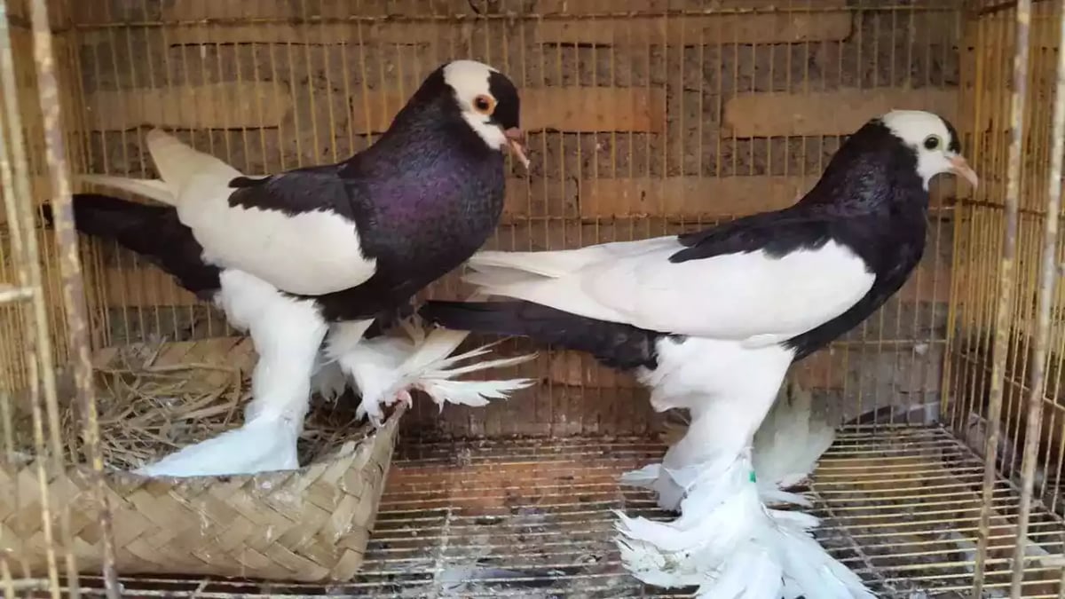 Burung Merpati Gondok