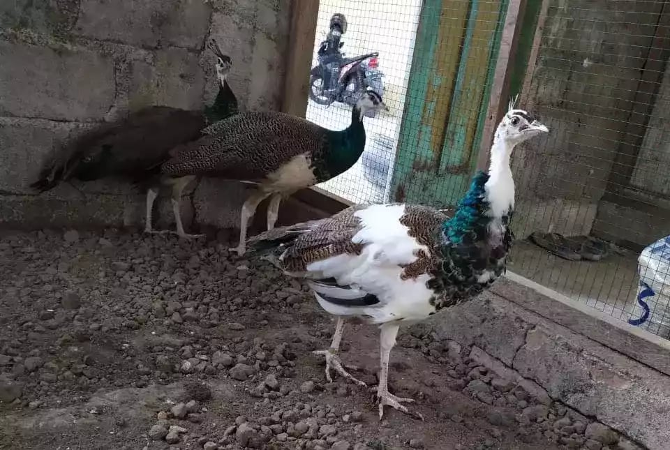 Burung Merak Blorok (Pied)