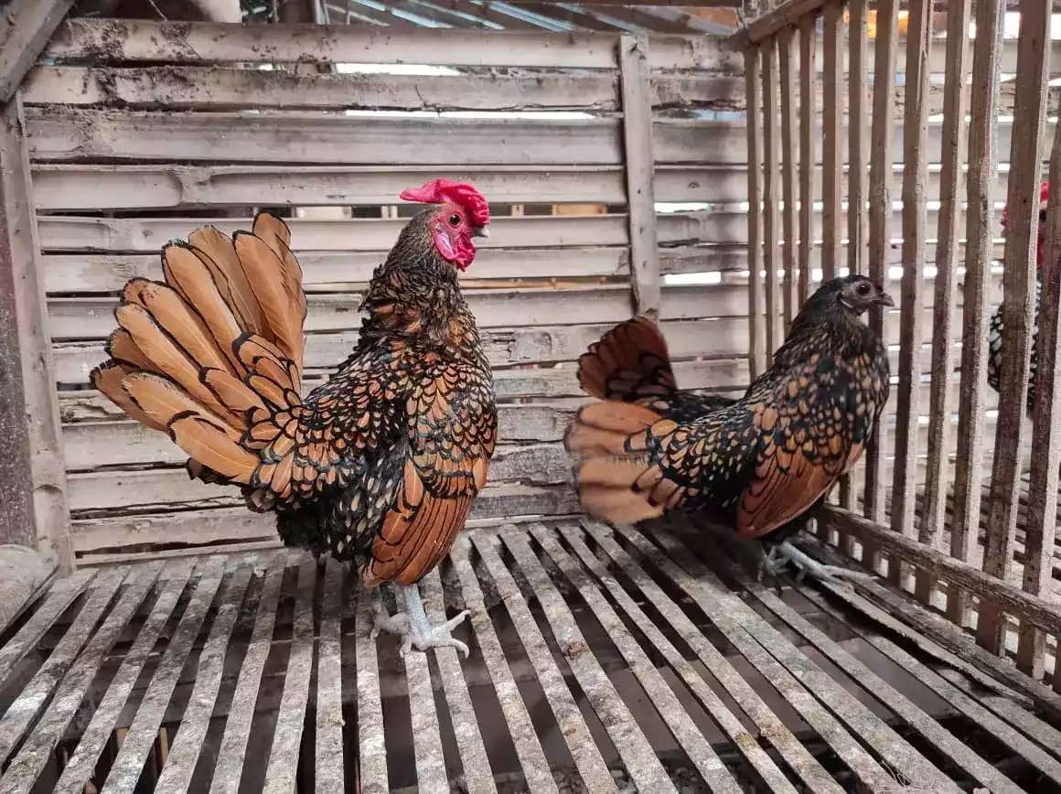 Ayam Sebright (Batik Kanada)