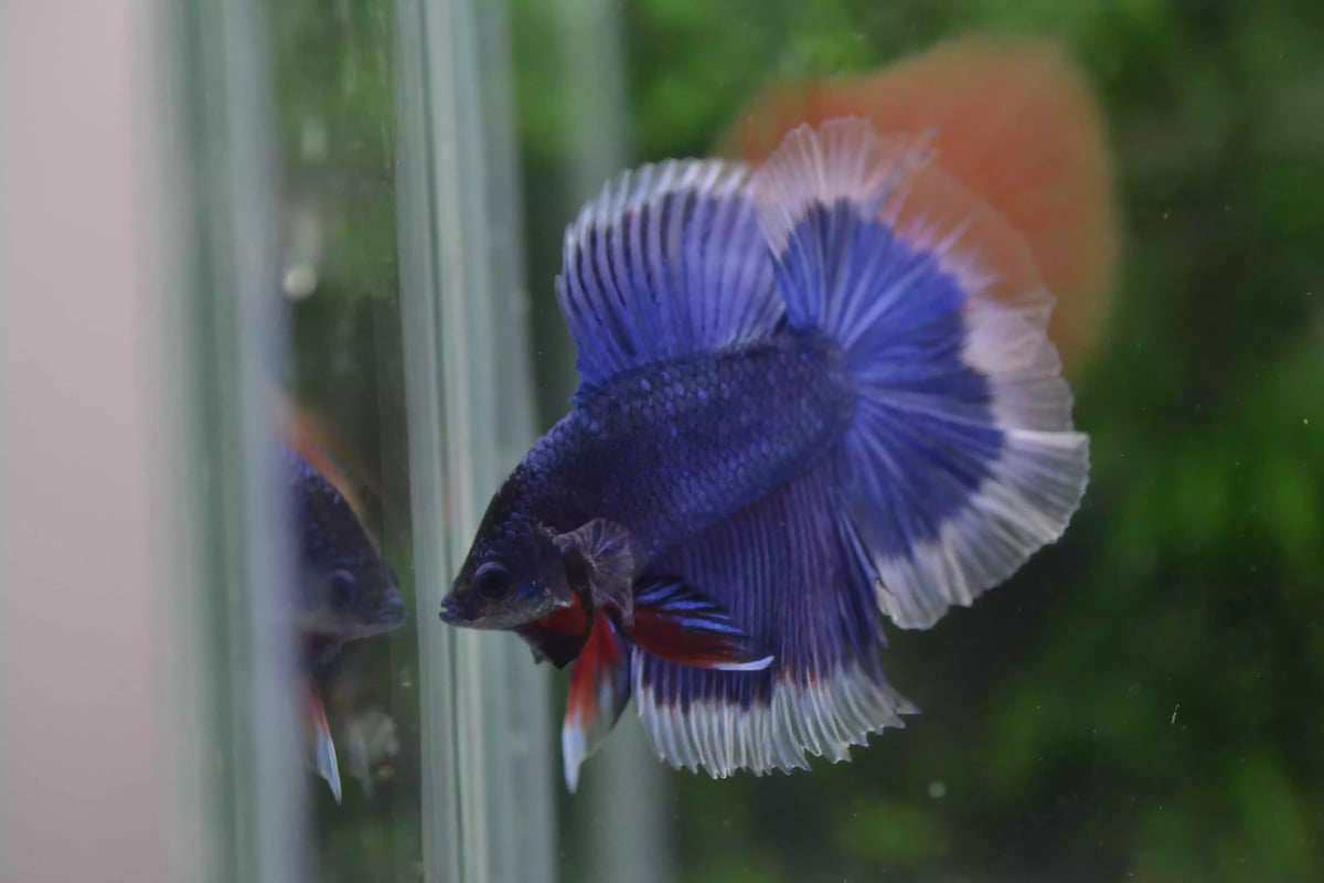 Ikan Cupang Halfmoon Double Tail