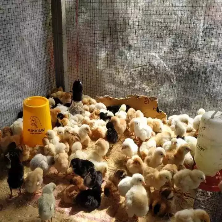 DOC Ayam Kampung Super