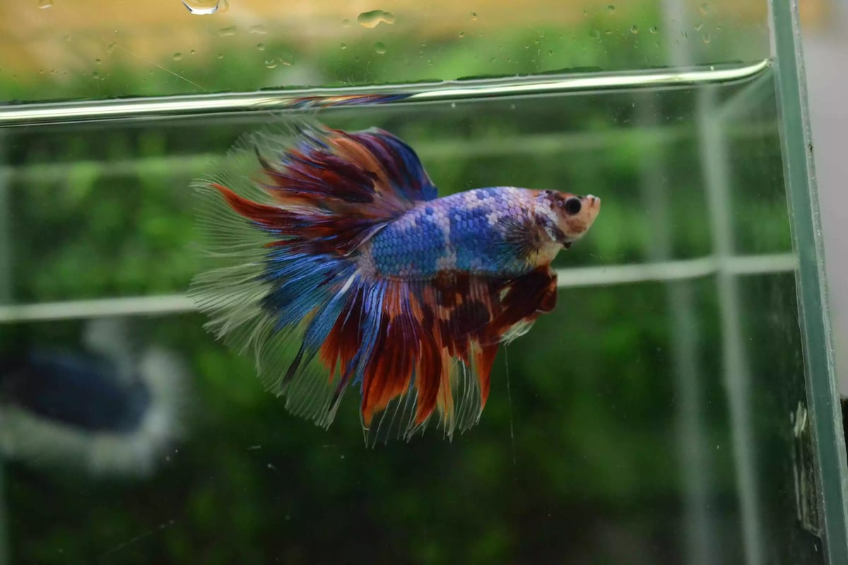 Ikan Cupang Halfmoon Red Multicolor