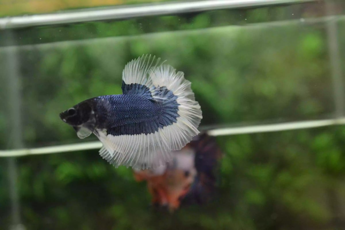 Ikan Cupang Halfmoon Combi